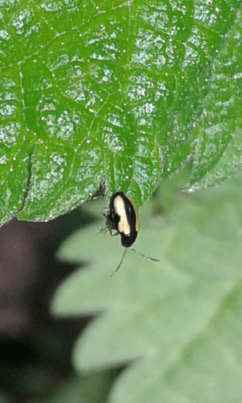 Chrysomelidae : Phyllotreta sp.? S.